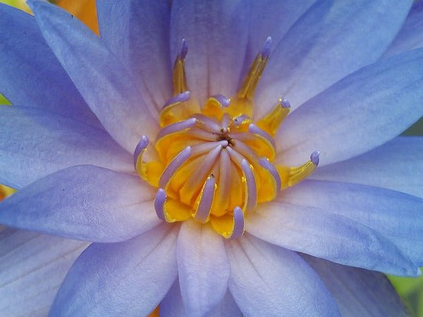 Discover the Benefits of Lotus Flowers for Your Skin - Teatox Australia